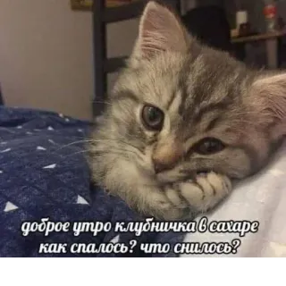 🥰 доброе утро клубничка в сахаре как спалось? что снилось? cat, kitten, morning, cute, sweet, text, russian telegram sticker