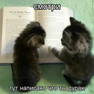 🙃 смотри
тут написано что ты дурак mèo, đọc sách, sách, hài hước, mèo con telegram sticker