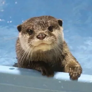 🦦 nutria, animal, lindo, nadando, agua, mamífero, fauna telegram sticker