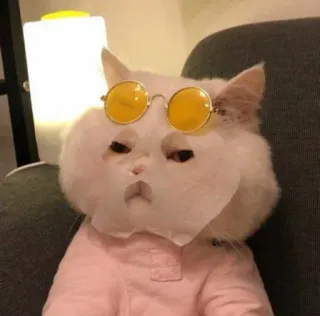 😑 gato, gafas de sol, gracioso, animal, meme, gato blanco, mascota telegram sticker