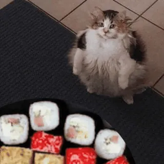 🍣 gato, sushi, comida, lindo, divertido, animal whatsapp sticker