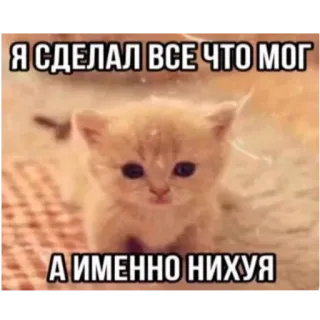🐱 Я СДЕЛАЛ ВСЕ ЧТО МОГ
А ИМЕННО НИХУЯ cat, kitten, meme, russian telegram sticker