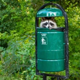 🛢 енот, мусорный бак, животное, природа, бак, на улице telegram sticker