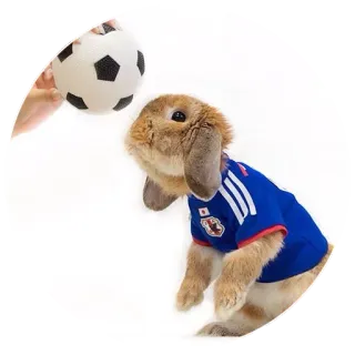 ⚽ rabbit, soccer, sports, animal, bunny, japan telegram sticker
