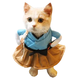 🤨 cat, animal, cute, pet, kitten, domestic animal telegram sticker