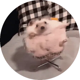 🌟 nhím, động vật, dễ thương, thú cưng, vui nhộn, động vật có vú telegram sticker