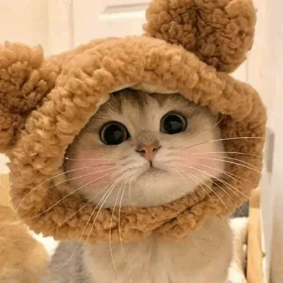 🍧 mèo, động vật, dễ thương, thú cưng, mèo con, mũ, mũ gấu bông telegram sticker