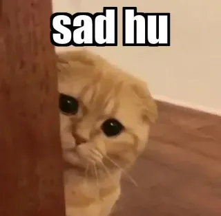 👀 sad hu gato, triste, meme, mascota, animal, lindo, gatito telegram sticker