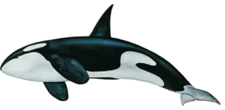 🐋 Orca, Balena assassina, Creatura marina, Vita marina, Balena, Animale, Oceano whatsapp sticker