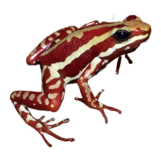 🐸 カエル, 動物, 赤, ストライプ, 自然, 野生動物 telegram sticker
