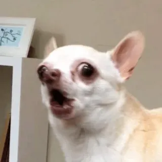 🐕 cão, chihuahua, chocado, surpreso, animal, fofo, animal de estimação telegram sticker