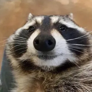 🤩 енот, животное, милый, млекопитающее, дикая природа, пушистый telegram sticker