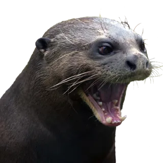 😈 выдра, животное, млекопитающее, дикая природа, природа, вода, водный telegram sticker