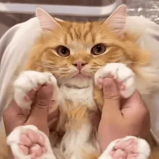 🐾 cat, ginger cat, fluffy, paws, holding paws, cute, pet, animal telegram sticker