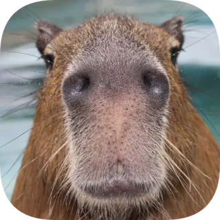 🐽 capybara telegram sticker
