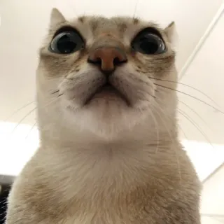 🤓 кот, животное, питомец, смешной, милый, широкий угол telegram sticker