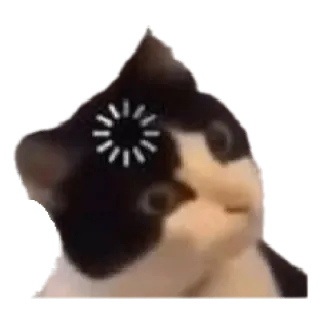 🤨 cat, loading, waiting, funny, internet, meme telegram sticker