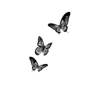🦋 蝴蝶, 黑白, 昆虫, 自然, 美丽 telegram sticker