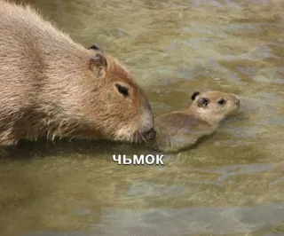 💋 ЧЬМОК capybara, animal, mignon, eau, bébé whatsapp sticker