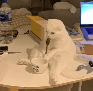 💓 кот, вилка, еда, животное, милый, белый whatsapp sticker