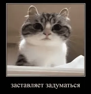 🤔 заставляет задуматься gatto, demotivazionale, divertente, meme, animale, gattino telegram sticker