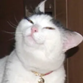 😊 Katze, Tier, Haustier, süß, Meme telegram sticker