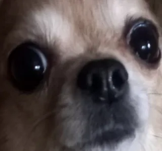 👀 perro, chihuahua, animal, mascota, primer plano, ojos, lindo telegram sticker