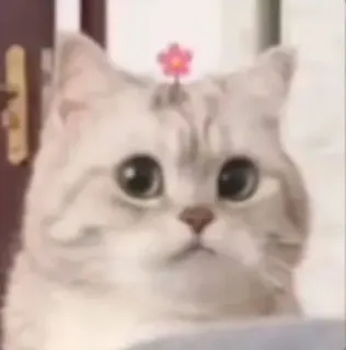 🙁 cat, cute, animal, pet, flower, sticker, meme telegram sticker