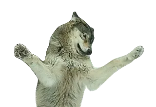 🙈 wilk, zwierzę, ssak, dzika przyroda telegram sticker