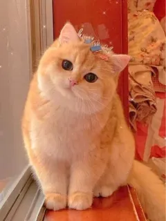 🌟 chat, mignon, animal, animal de compagnie, orange, chaton, domestique, félin whatsapp sticker