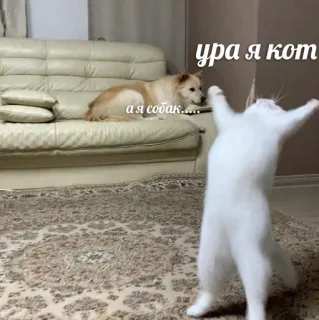 🤍 Ура я кот
а я собак..... gato, cachorro, animal, engraçado, animal de estimação, meme telegram sticker