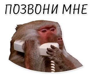 📲 ПОЗВОНИ МНЕ monkey, phone, baboon, call me, animal, sticker telegram sticker
