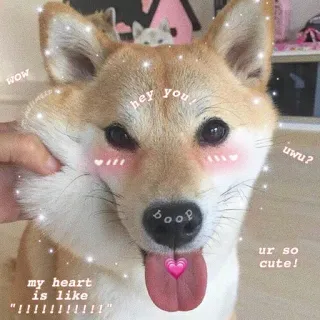 ❤️ wow hey you! uwu? ur so cute! my heart is like "!!!!!!!!!!!!" boop chien, mème, mignon, drôle, animal, shiba inu, uwu, boop telegram sticker