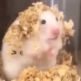 🤥 hamster, animal de compagnie, animal, rongeur, mignon, petit, copeaux de bois telegram sticker