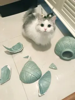 🐱 kucing, anak kucing, imut, menggemaskan, hewan peliharaan, hewan peliharaan, rusak, kenakalan whatsapp sticker