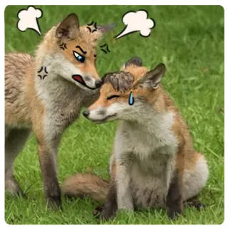 😡 foxes, angry, cartoon, anthropomorphic, aggression, upset, confused telegram sticker