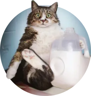 😯 cat, milk, funny, animal, pet, cute telegram sticker