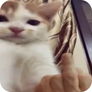 🤲 猫, 中指, 攻撃的, ミーム, 失礼 telegram sticker