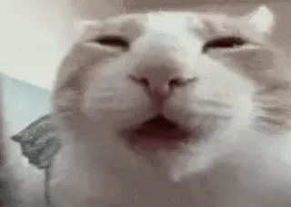 🌟 gato, animal, animal de estimação, animal doméstico telegram sticker