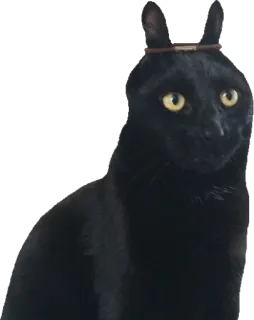 🐰 gato, gato negro, mascota, animal telegram sticker