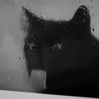 🐈‍⬛️ кот, черный кот, дождь, окно, животное, питомец telegram sticker