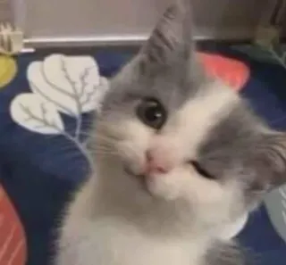 😛 猫, 子猫, 動物, ペット, かわいい, 家畜 whatsapp sticker