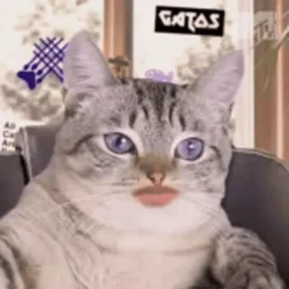 🥺 GATAS cat, funny, animal, pet, sticker telegram sticker