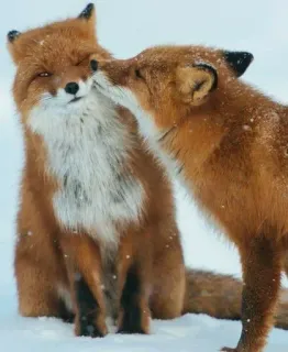 🦊 fox, animals, wildlife, snow, winter, kiss telegram sticker