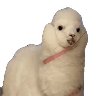 🐐 Alpaga, Lama, Animal, Mignon, Blanc, Duveteux telegram sticker