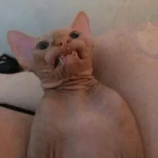 😡 gato, sphynx, gato sem pelo, animal, animal de estimação whatsapp sticker