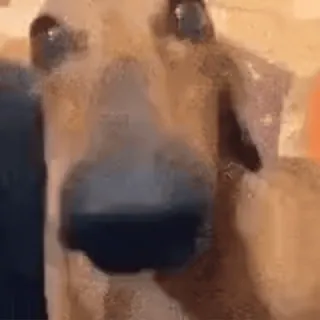 😦 perro, animal, mascota, primer plano, perro marrón, lindo, mamífero telegram sticker