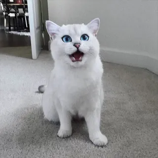 😾 gato, gato branco, animal, animal de estimação, fofo, animal doméstico, felino telegram sticker