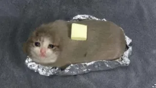 Sad cats @sticker_pack_channel — @stckrRobot telegram stickers