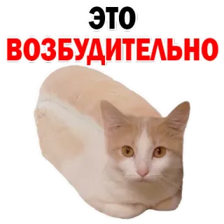 😍 ЭТО
ВОЗБУДИТЕЛЬНО gato, pão de forma, pão, engraçado, humor, meme, animal whatsapp sticker